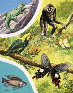 ビルマで見つけるかもしれない動物 作： English School